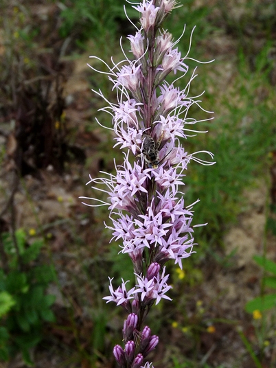 {Liatris tenuifolia}